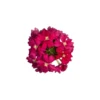 Verbena