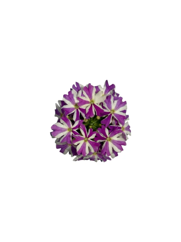 Verbena