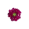 Verbena