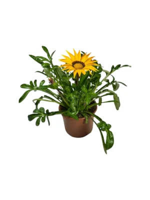 Gazania Gazania