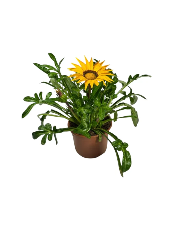 Gazania Gazania
