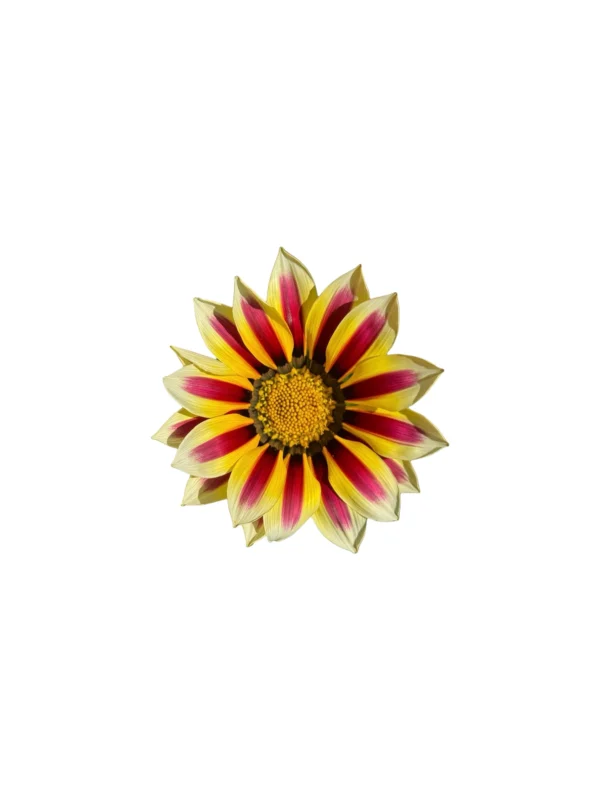 Gazania