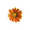 Gazania