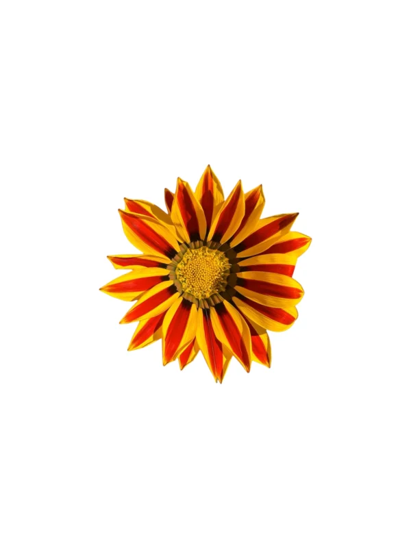Gazania