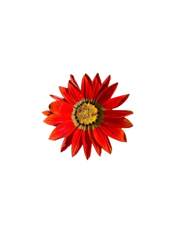 Gazania