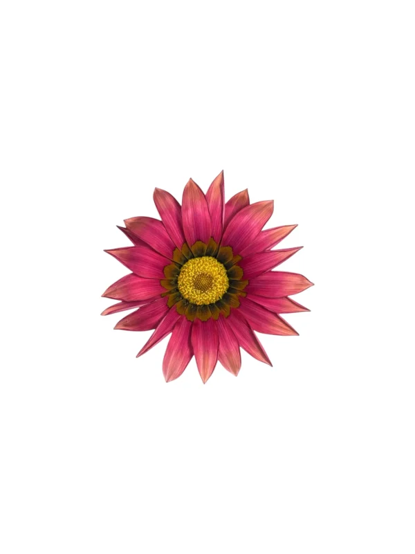 Gazania