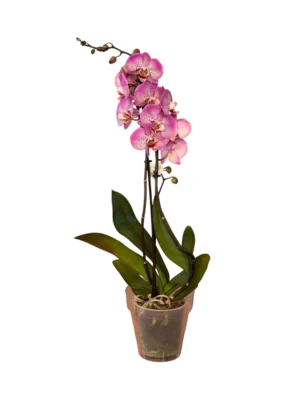 Orquídea