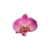 Orquídea