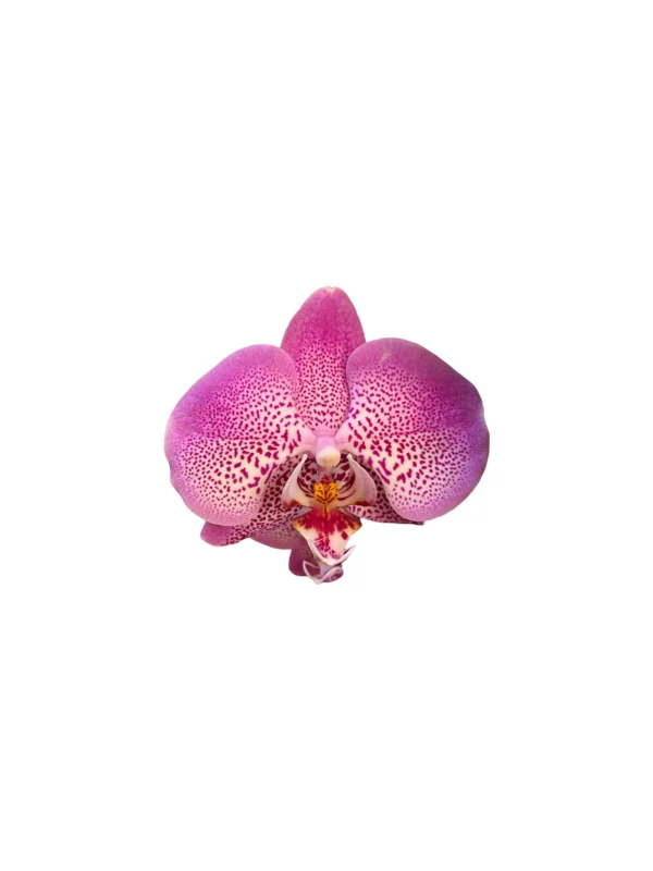 Orquídea