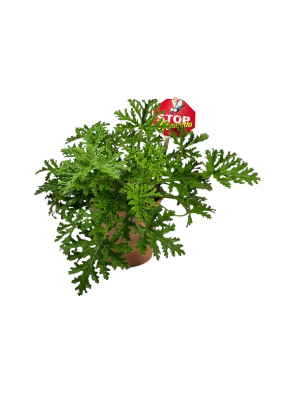 Geranio citronela Geranio citronela