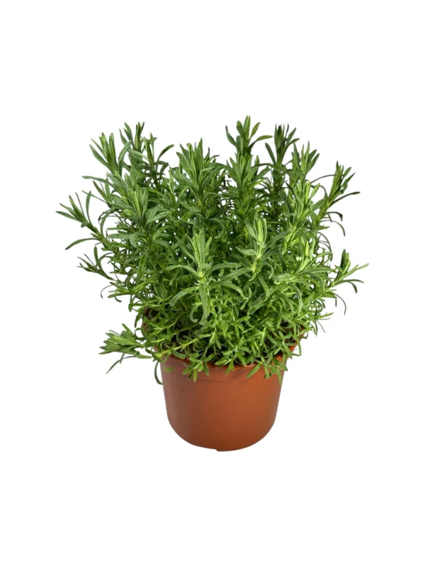 Lavanda stoechas 2 Lavanda stoechas