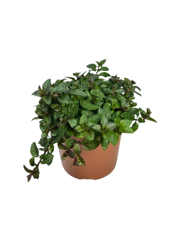 Mentha chocolate Mentha chocolate