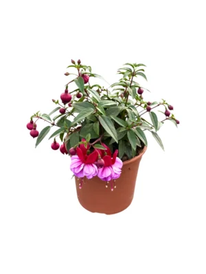 Photoroom_20251231_131918 (1) Fuchsia