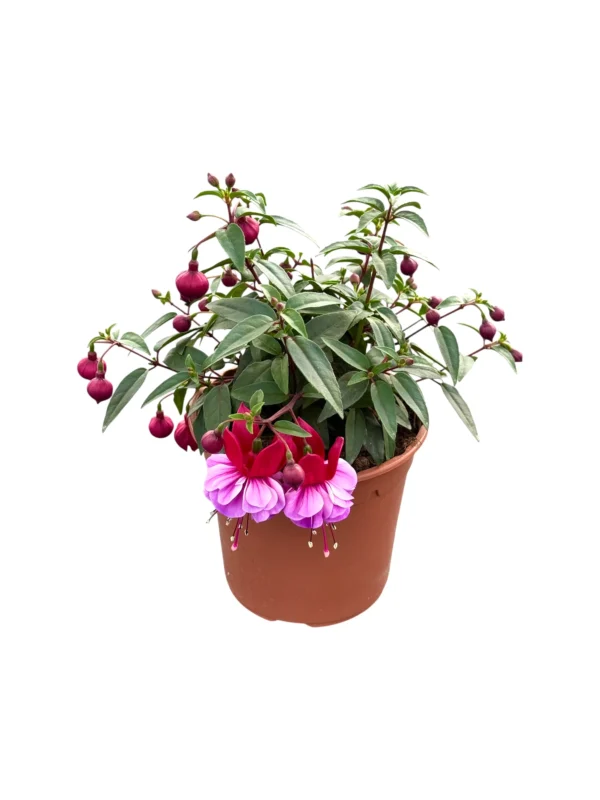 Photoroom_20251231_131918 (1) Fuchsia