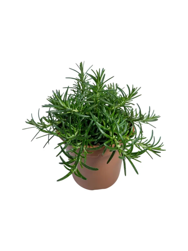 Romero rastrero Romero rastrero