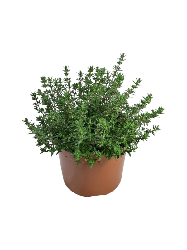 Tomillo verde Tomillo verde