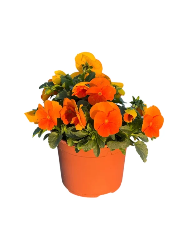 Viola cornuta Viola cornuta